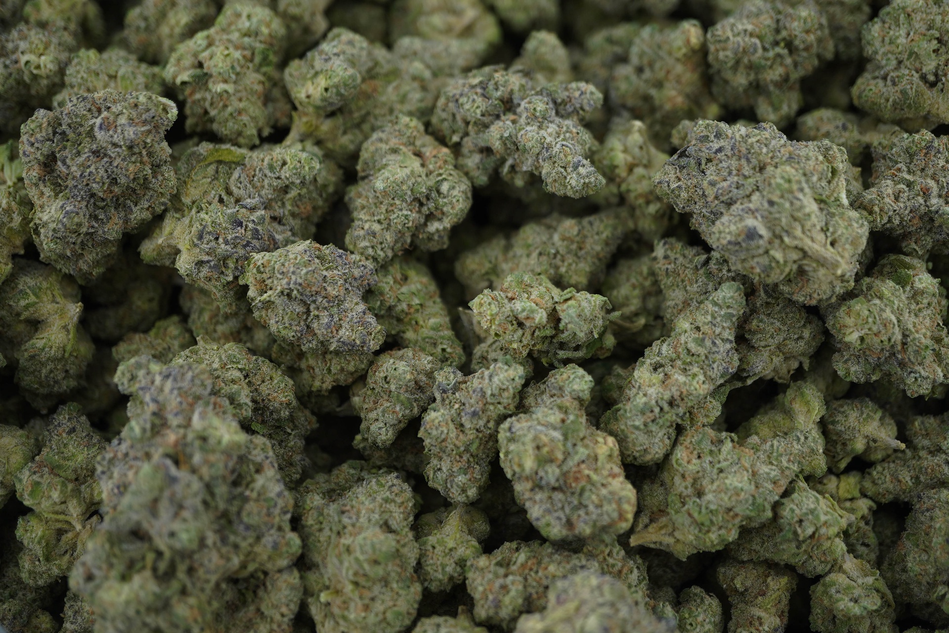 PRE-ORDER: AAA Exotic THCA Flower (S) Mango Mentality 28G (Case of 4)